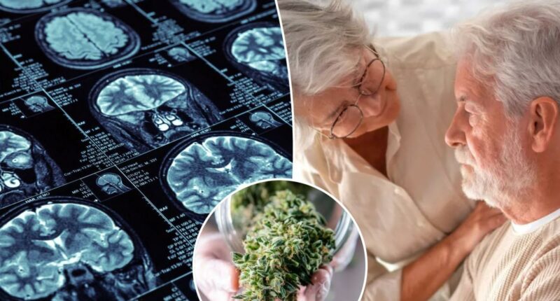 THC may protect against Alzheimerâs when paired with this drug